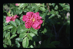 Rugosa rose - Pink flower
