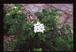 Rugosa rose - White flowers