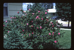 Rugosa rose - overall shrub shape, pink flowers