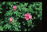 Rugosa rose - foliage and pink flowers