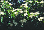 Gray dogwood - foliage and clusters of white flowers