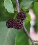Mature "cones" (fruit) on a Manchurian alder tree