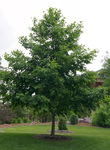 Overall tree shape, Manchurian alder