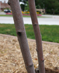 Bark of 'Autumn Brilliance' serviceberry.  Very similar to our native juneberry.