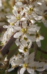 Closeup of a flower of 'Autumn Brilliance' serviceberry.