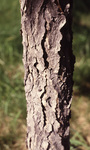 Scaly bark of Kentucky coffeetree.