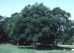 Form of a mature Kentucky coffeetree.