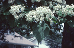 Flowers of the northern catalpa.