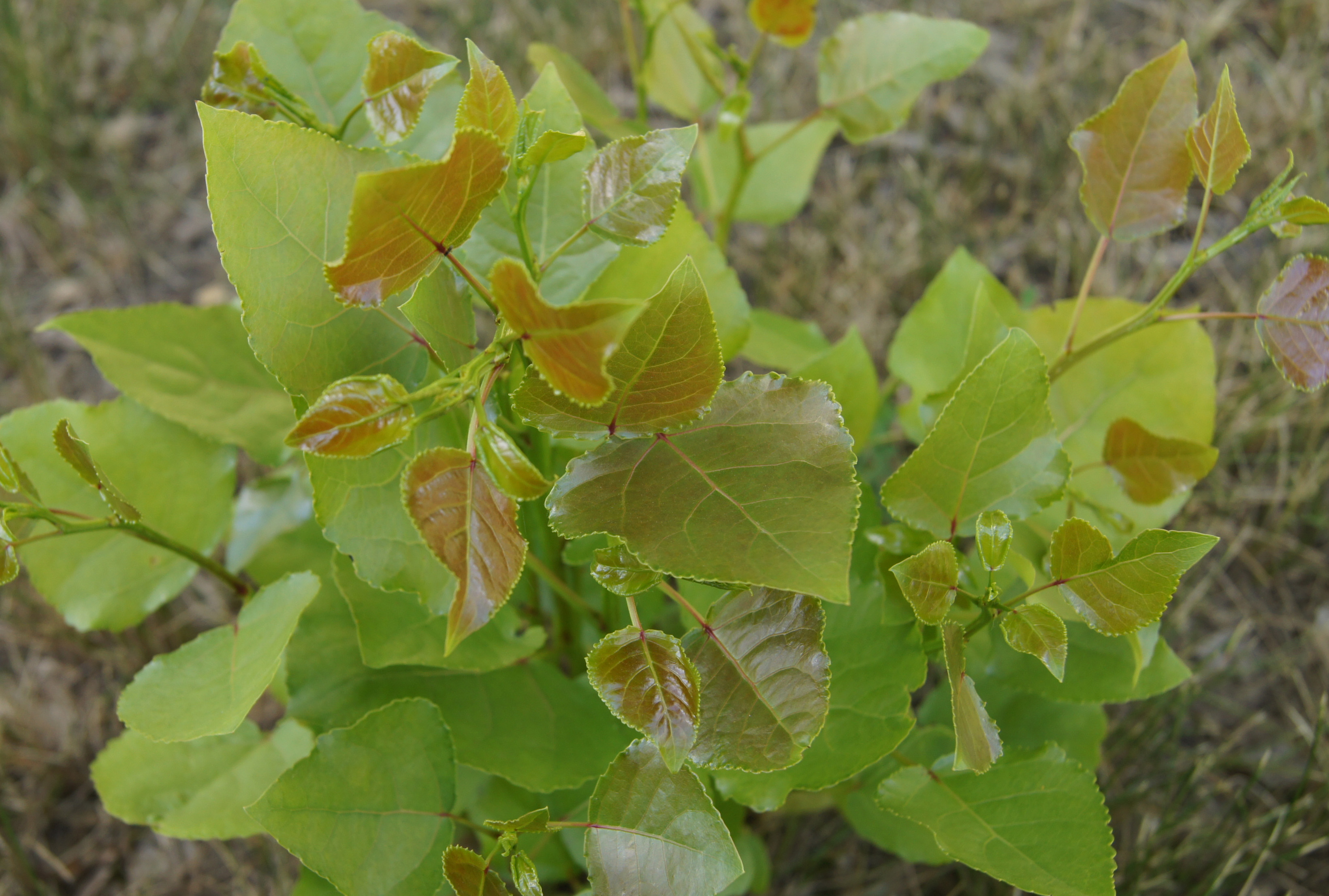 Newly formed leaves of a hybrid poplar show a purple hue, changing later to green.