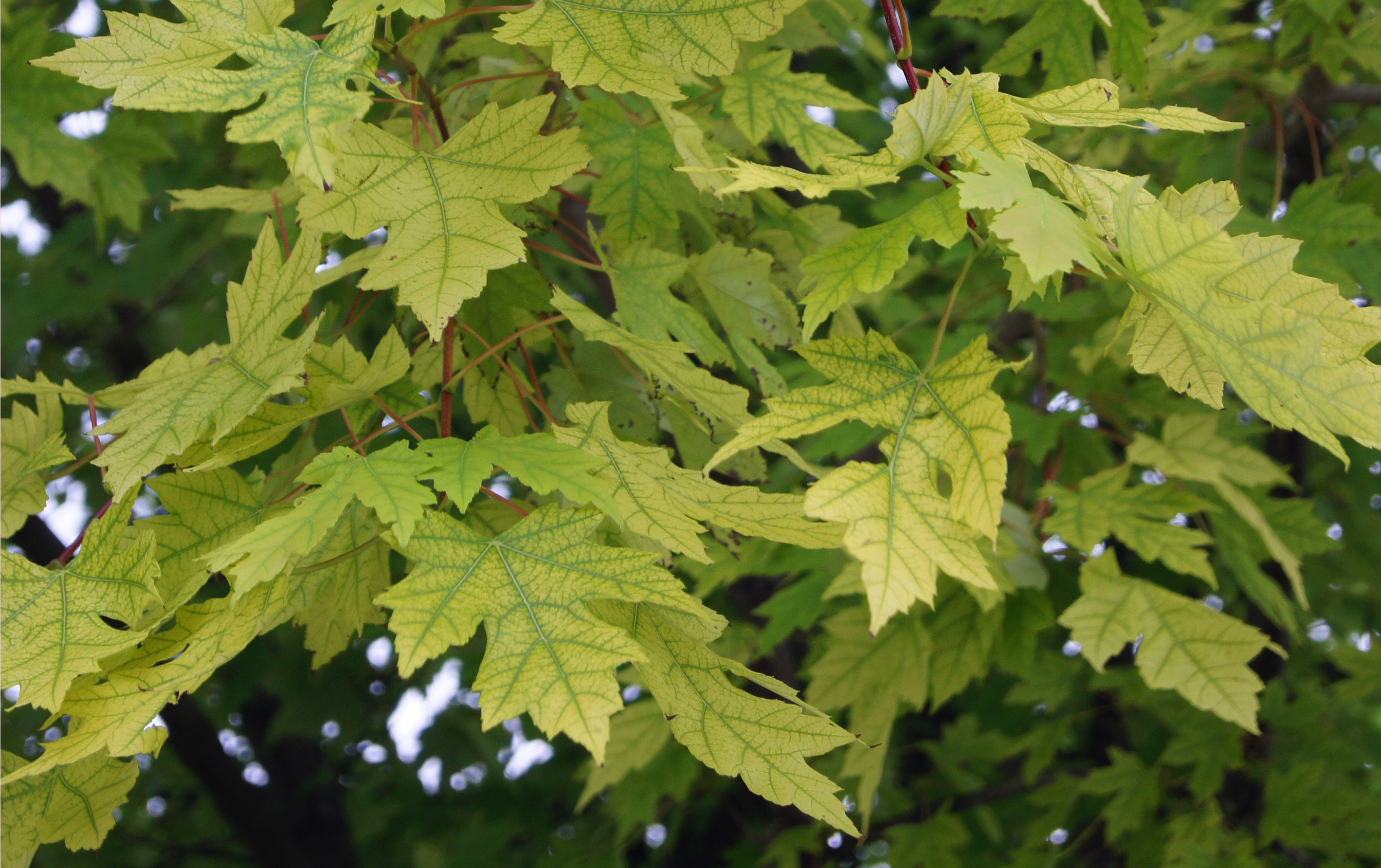 Autumn Blaze maple, iron chlorosis, close-up of leaf, NDSU campus