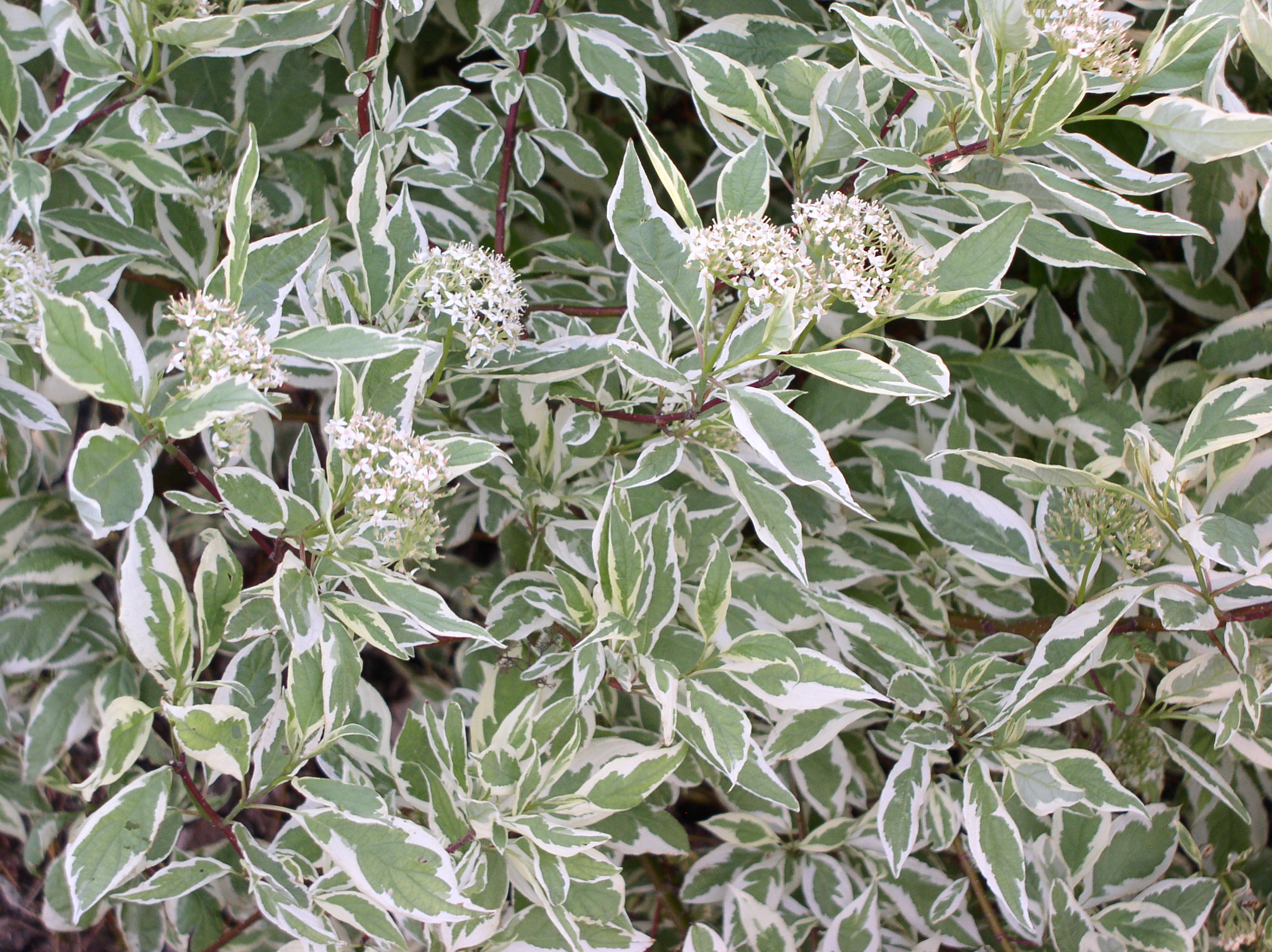 Two-toned, variegated leaves of Ivory Halo dogwood.