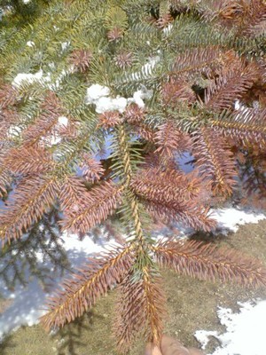 spruce, conifer, evergreen, winter injury, stress, disease