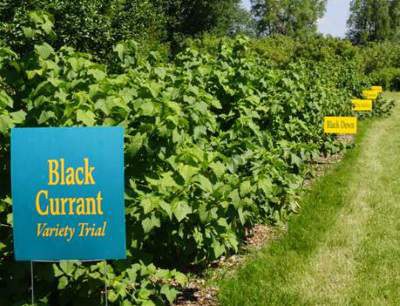 Black Currant Variety Trial This is the Northern Hardy Fruit Orchard with some of the fruits it produces.