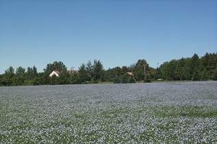 Flax Increase Near the Center