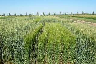 Spring Spelt Variety Trial