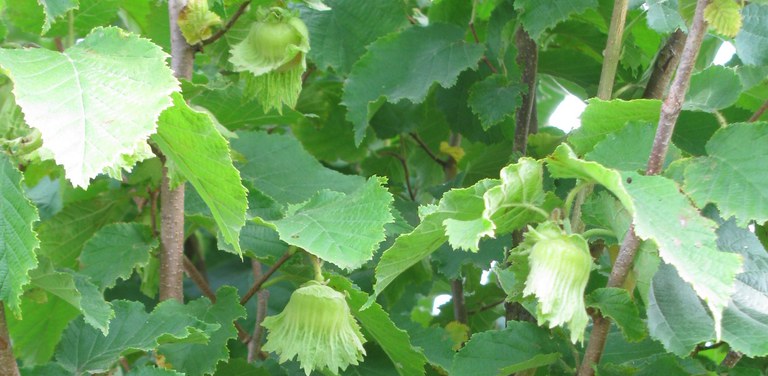 Cropped Plant Cropped Plant
