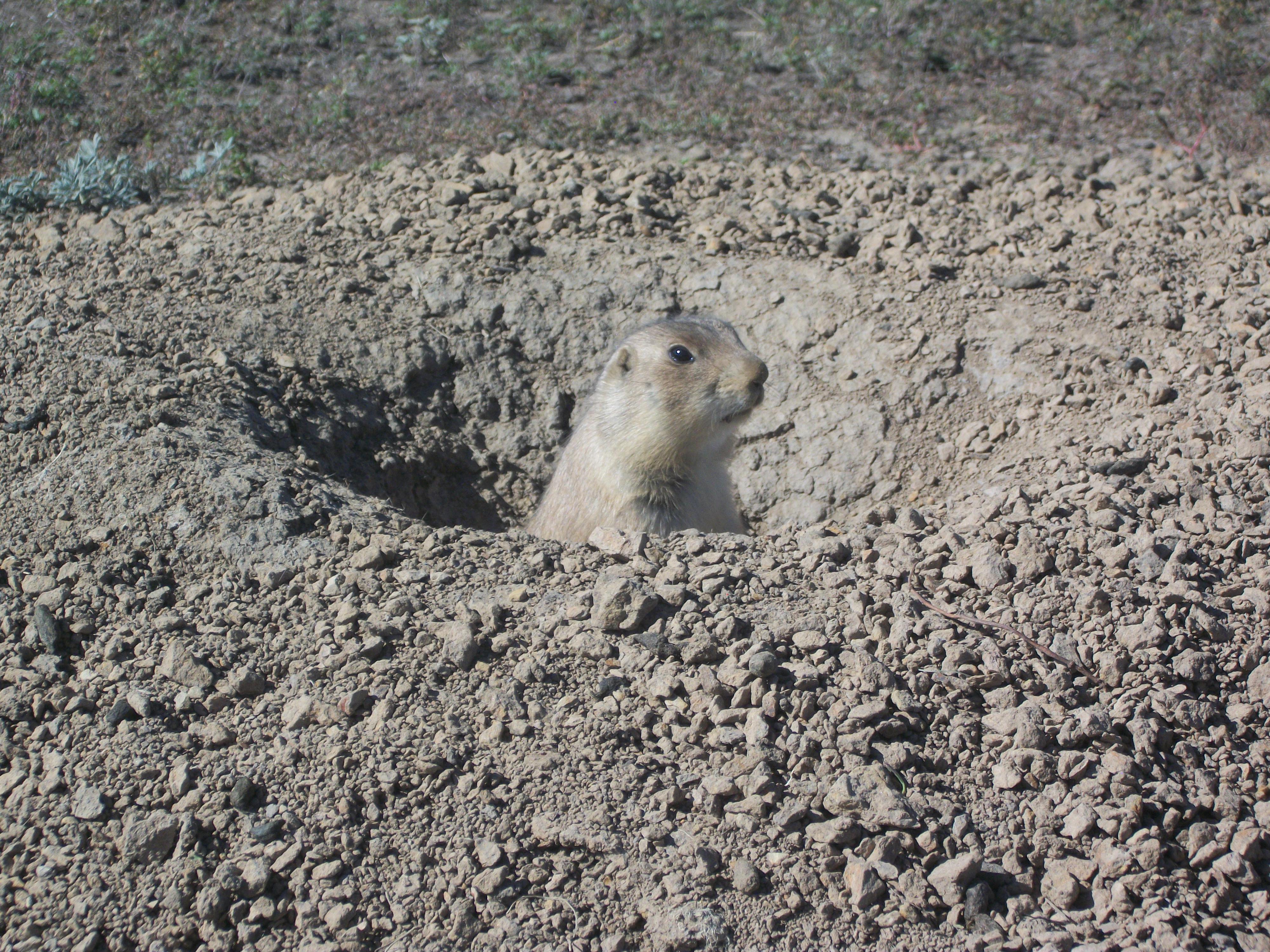 prairie dog