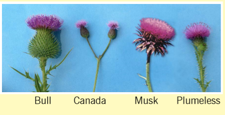 flower examples of common thistles