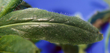 Orange hawkweed leaf small