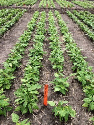 photo of dry bean trial