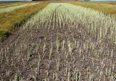 A canola plot after it was harvested showing brown soil with a thin stand of remaining stems.