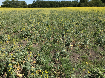 Area of field with clubroot resulting in a stunting, wilting and thin stand.