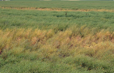 Green field of canola with patches of brown, dying plants that were infected with clubroot.