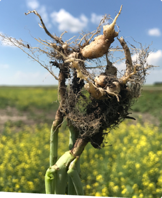 A closeup of the roots of a clubroot-infected canola plant pulled out of the field showing sever galling.