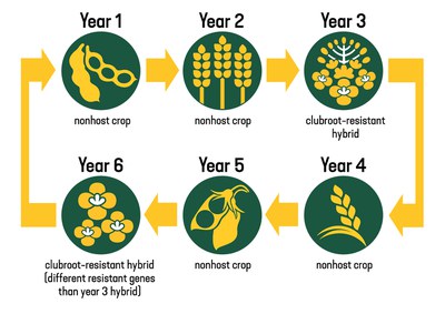 Recommended six-year management strategy for clubroot. 