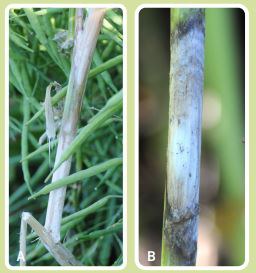 Developing lesion (A) and spread (B) of Sclerotinia stem rot.