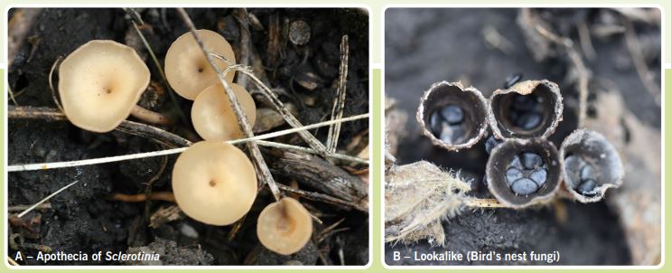  Apothecia of Sclerotinia sclerotiorum (A) compared with bird’s nest fungi (B)