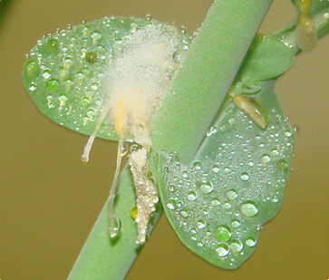 Fuzzy growth of Sclerotinia beginning from flower petal.
