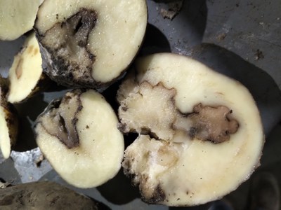 blackleg of potato seed tubers