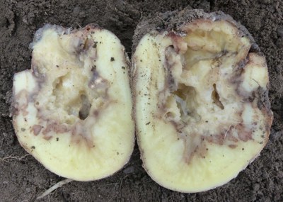 Dickeya in seed tuber