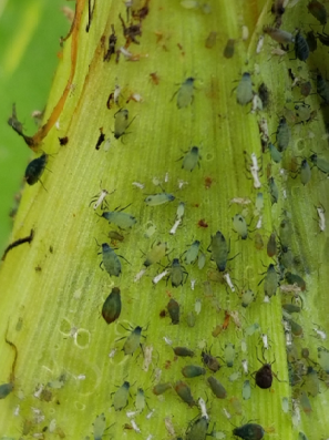 corn aphids and bird cherry-oat aphids, nymphs and adults