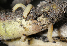 corn rootworm larvae