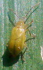 adult northern corn rootworm