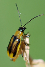 adult female western corn rootworm