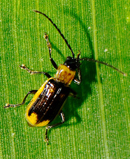 adult male western corn rootworm