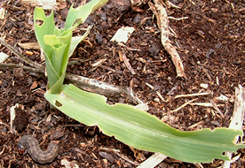  black cutworm larva and feeding injury to corn
