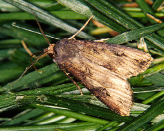 black cutworm moth
