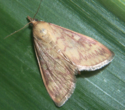 European corn borer moth