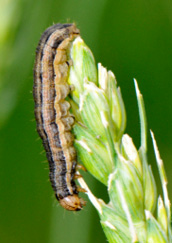 armyworm larva
