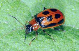adult red bean leaf beetle