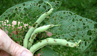 bean leaf beetle defoliation and pod damage
