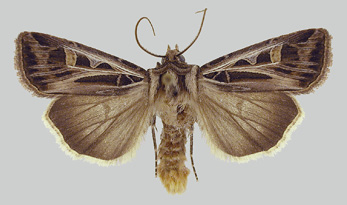 adult dingy cutworm