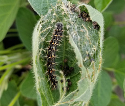 thistle caterpillar in webbed nest