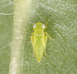 potato leafhopper nymph