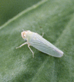 adult potato leafhopper