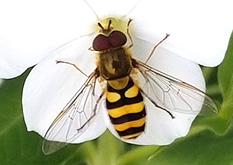 syrphid fly adult